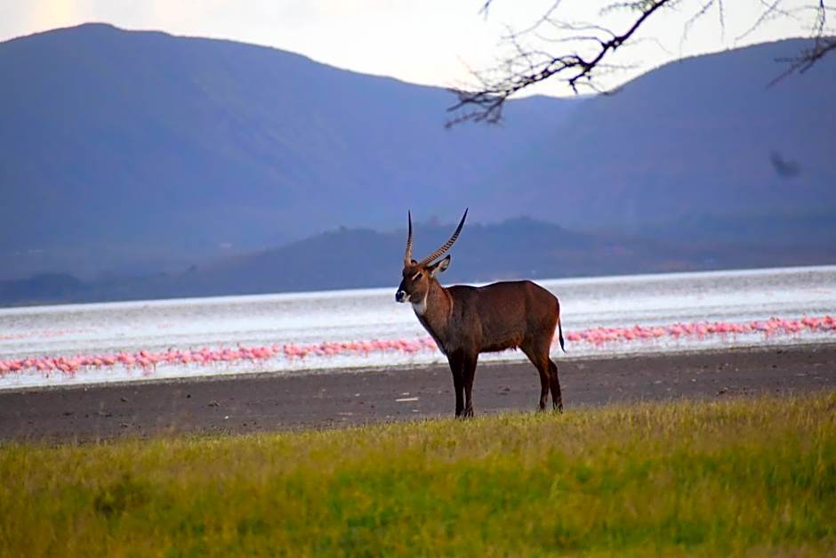 Lake Elmenteita Serena Camp