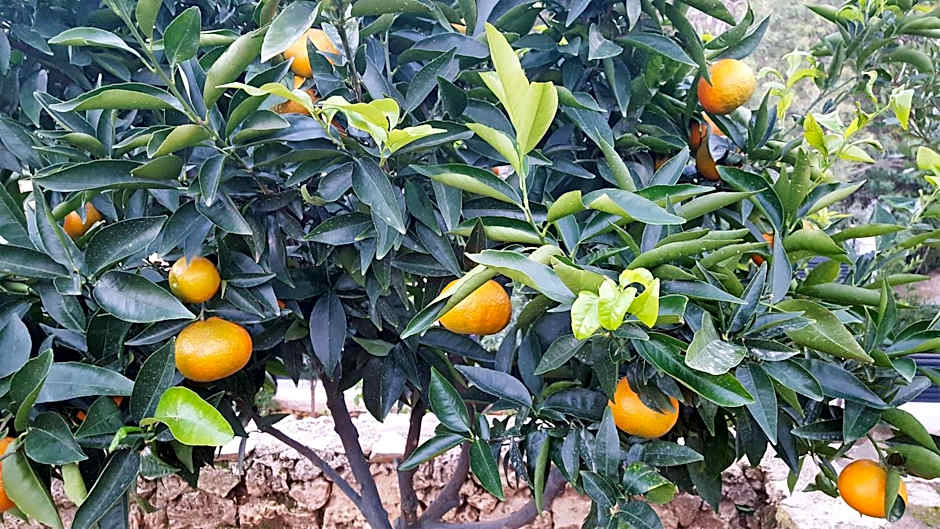 Hôtel le Chardon Bleu