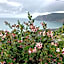 The North Cliff Hotel