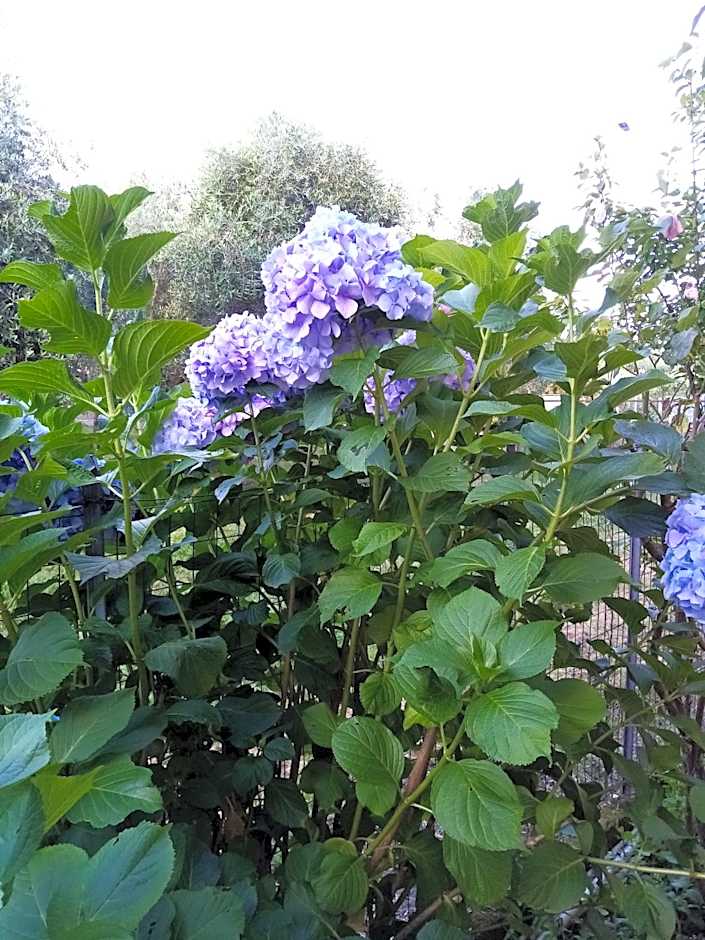 La Casa Gialla A MONTIGNOSO