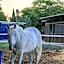 Mandara - Country Lodging