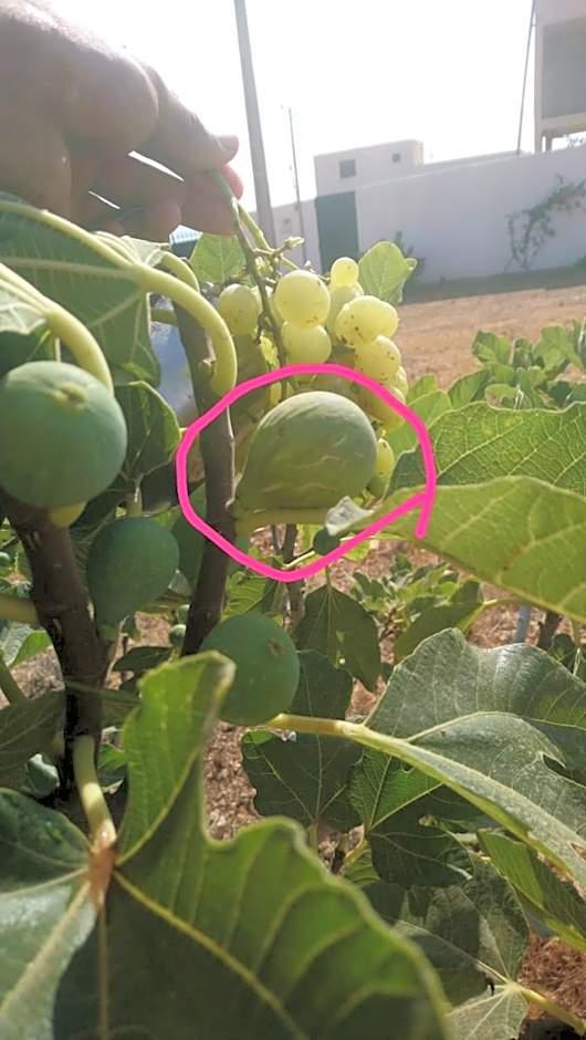 Villa en el campo sobre el mar