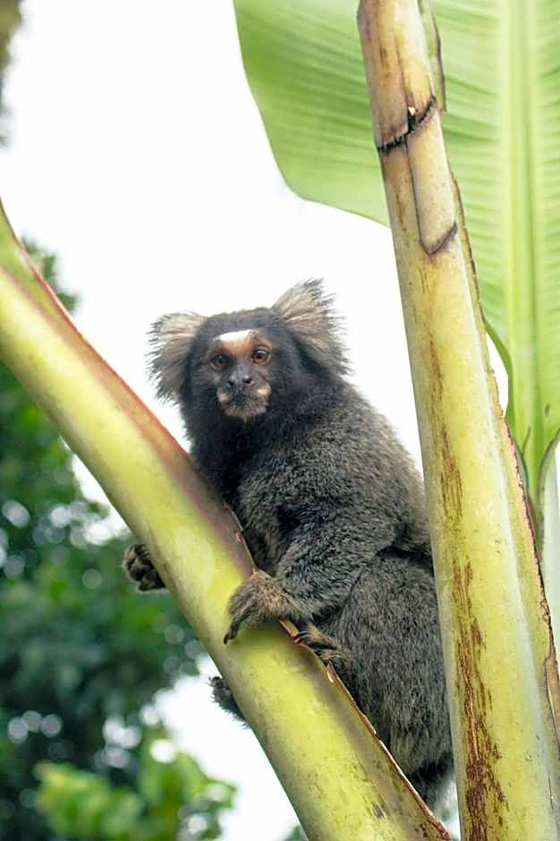 Greensoul Hospedagem