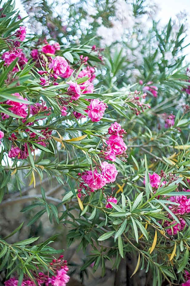 Likya Yolu Palas Hotel