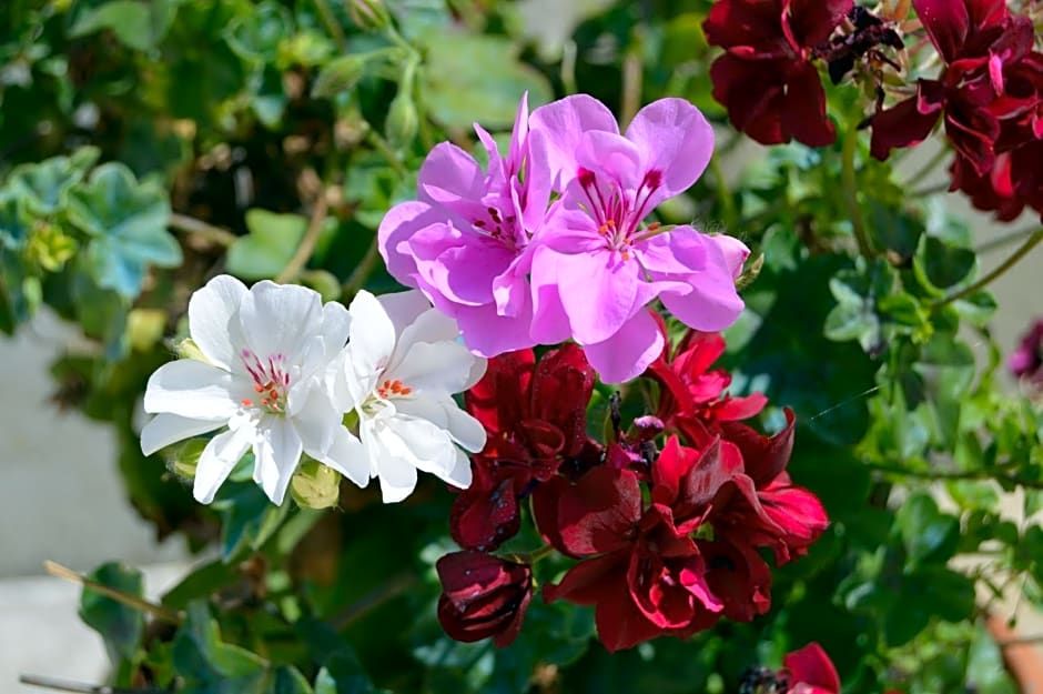 La Vieille Distillerie