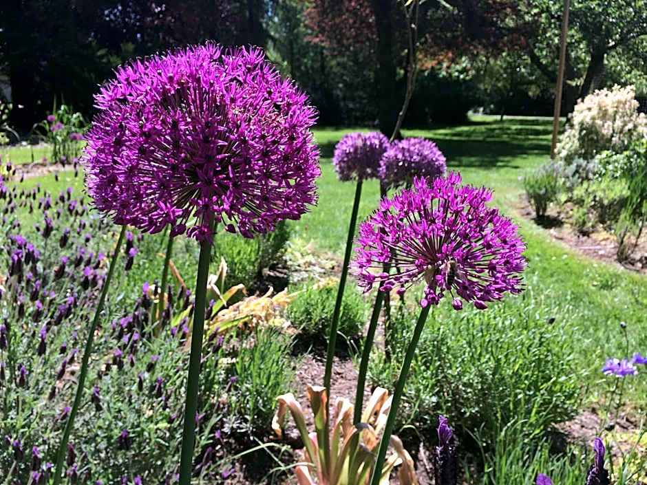 Wisteria Guest House