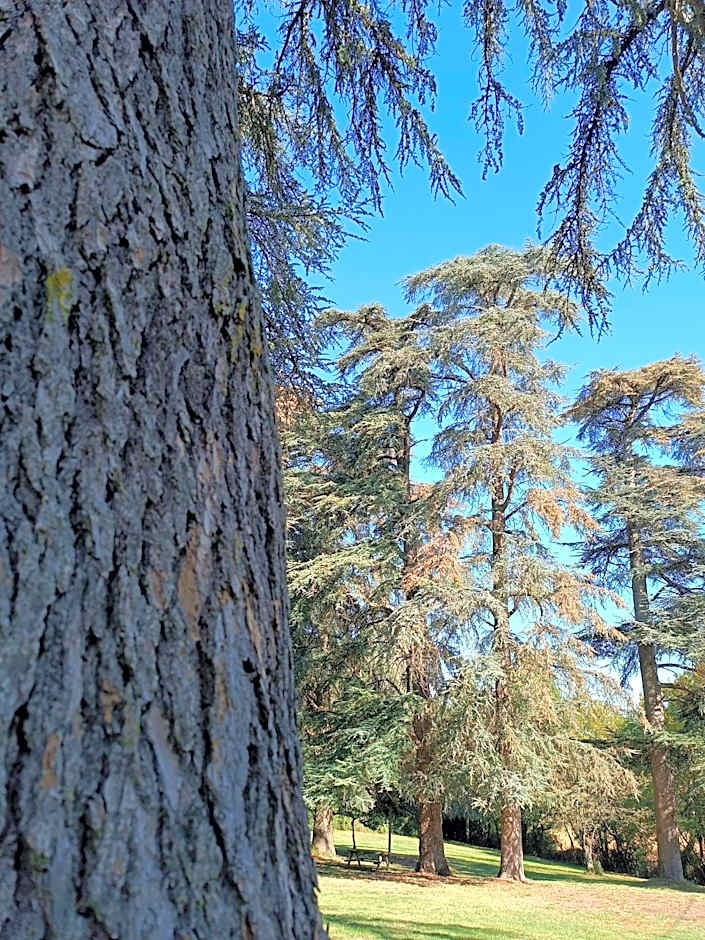 Le Jardin Des Cèdres