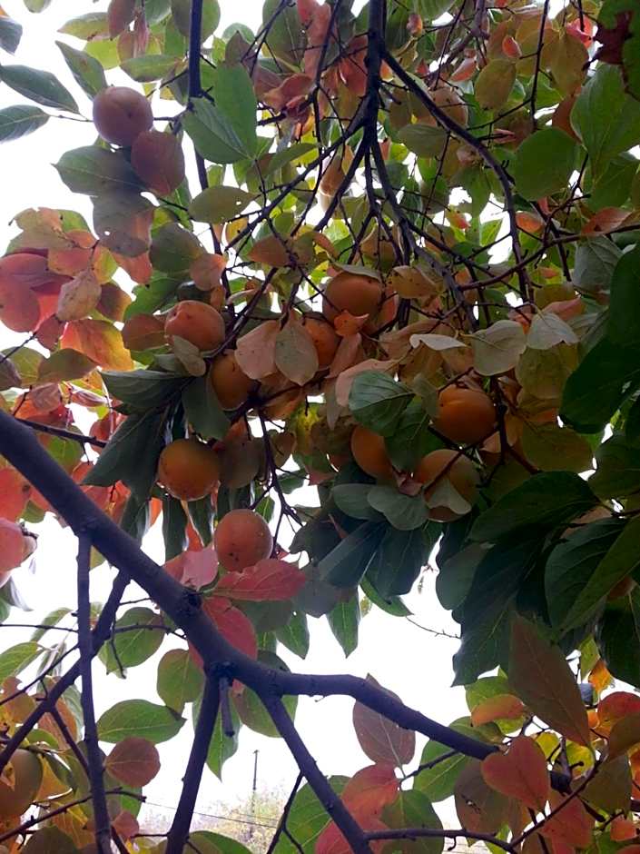 Karaagac Green Edirne