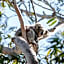 Port Stephens Koala Sanctuary