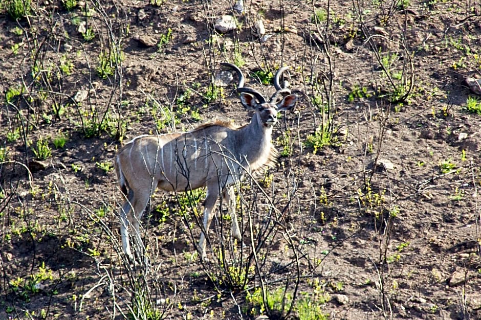 Swartberg Private Game Lodge
