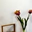 Borisz Apartman Zalakaros