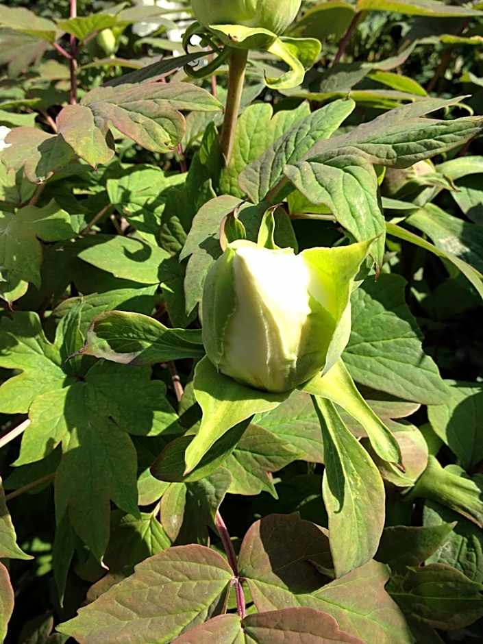 Relais Villa Annamaria Bed end Breakfast