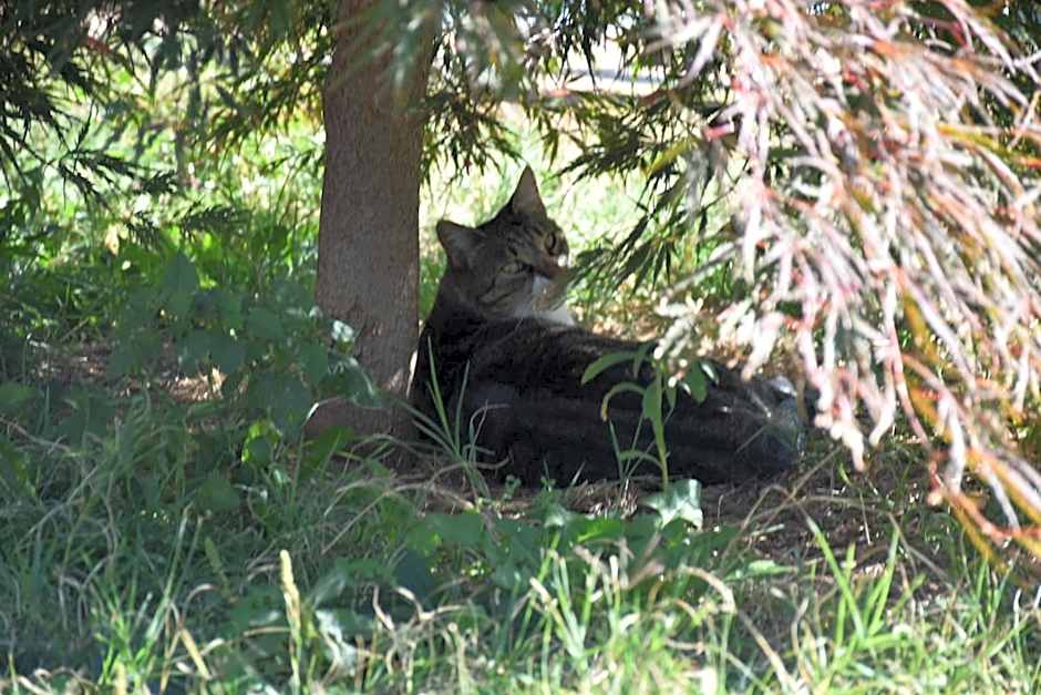 OSTROG Aparthotel KOLIBA-VLASTNIŠTVO MANASTIRA OSTROG