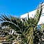 Nostos Beachfront Apartments & Studios