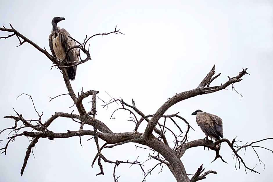 Klaserie Drift Misava