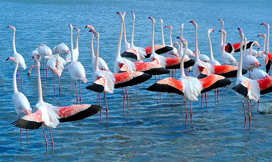 Hôtel L' Estelle en Camargue