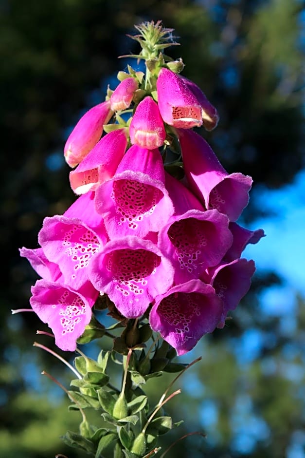 Bed and Stay Amsterdam