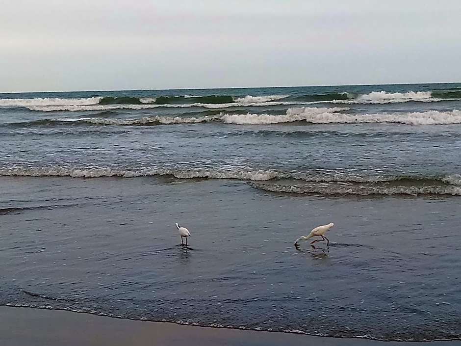 Prédio com piscina na cobertura frente ao mar, apartamento para até 6 pessoas e 3 crianças até 8 anos, churrasqueira na sacada, Wi-Fi grátis, NÃO oferecemos roupas de cama e banho, 1 vaga de garagem, na Praia Grande-Vila Mirim