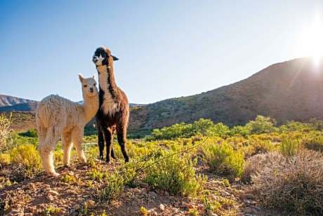 Mixed Dormitory Room