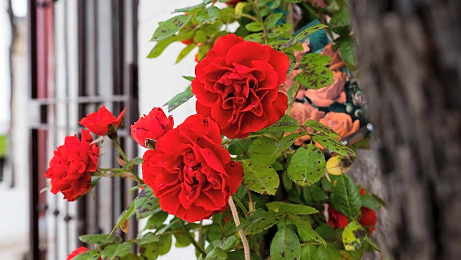 B&b I Trulli dei Desideri