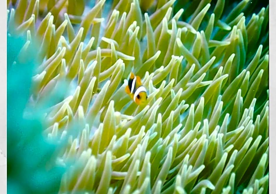 Blue Steak Wonder Nagahama