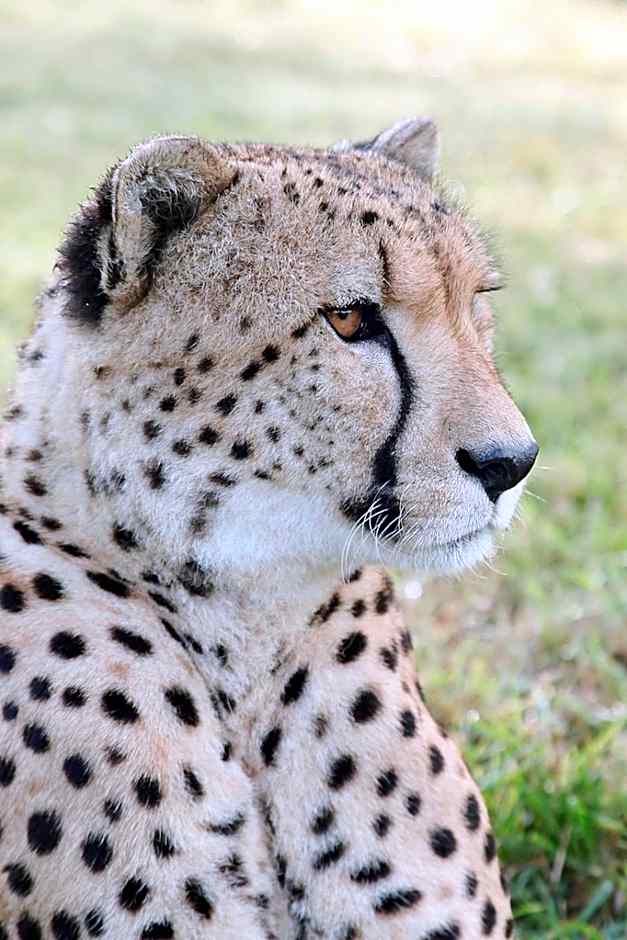 Emdoneni Lodge with Zululand Cat Conservation Project