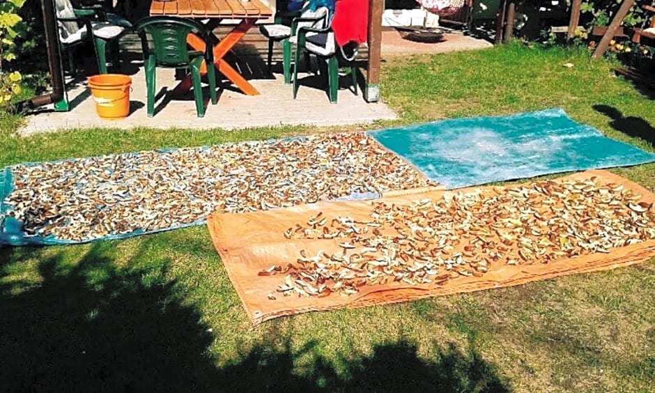 domek letniskowy w Kujankach