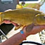 Lakeside Fishing Retreats