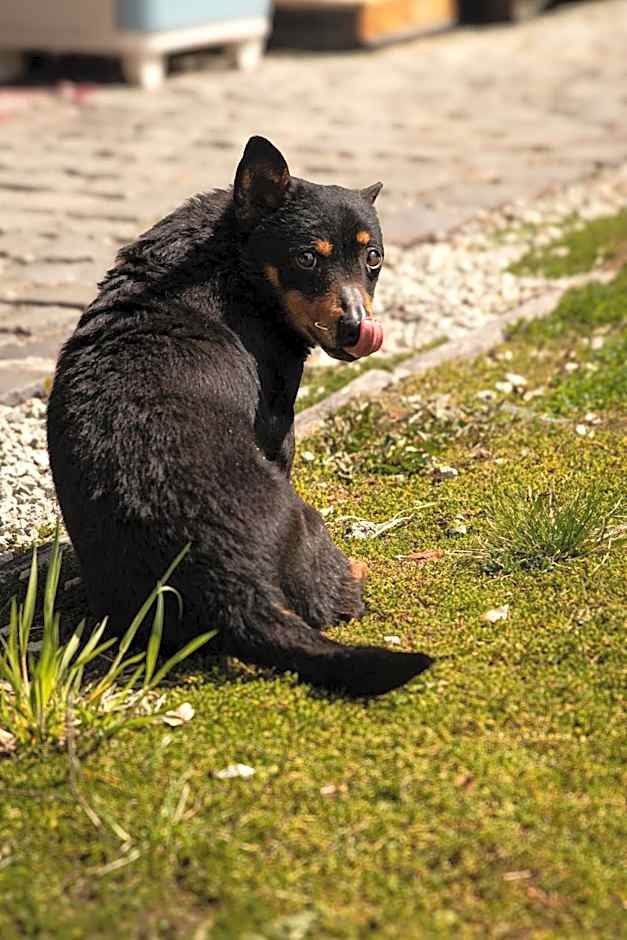 Cifrovaná drevenička