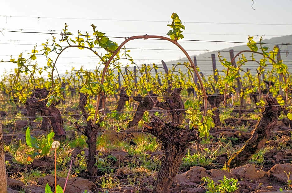 Domaine Joseph LAFARGE Wine Resort B&B
