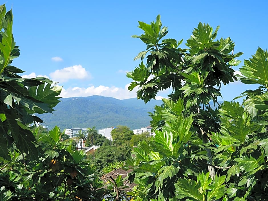 Breadfruit – Chiang Mai, IA