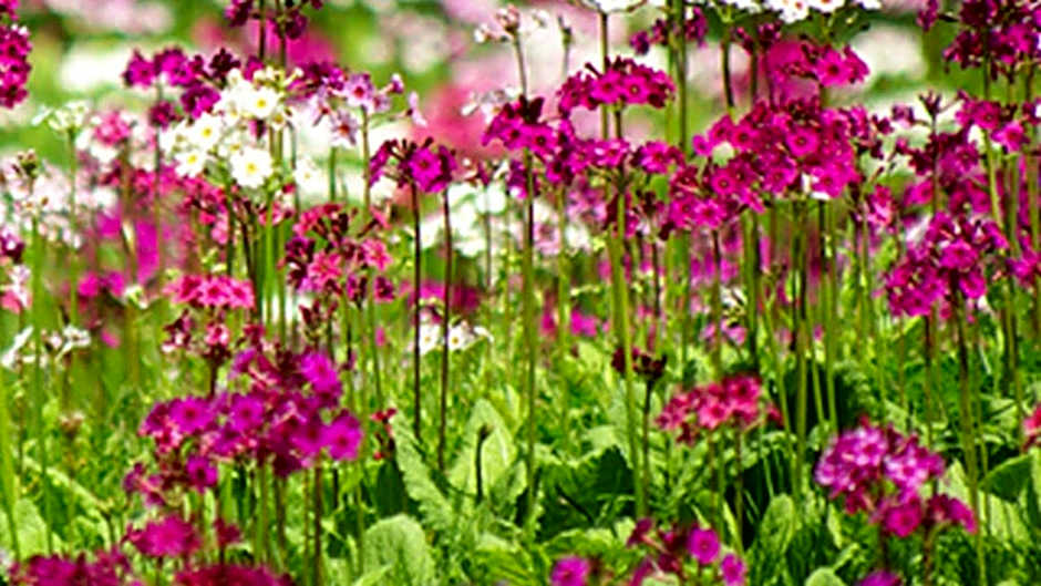 Kyukamura Shonai-Haguro