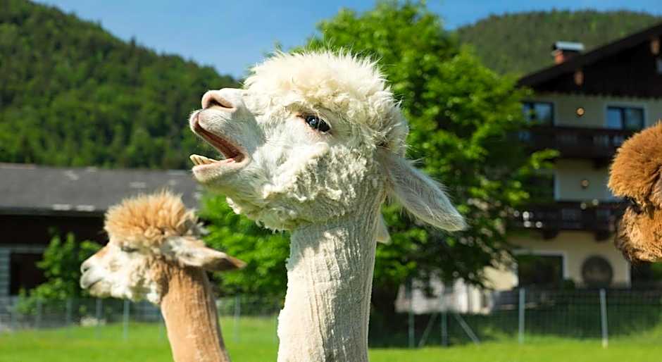 Das Franzl - Bett & Brot