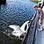 Hotelboot Zwaan