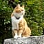 B&B Il Gatto Pescatore