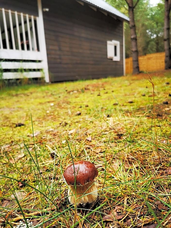 Domki Między Drzewami