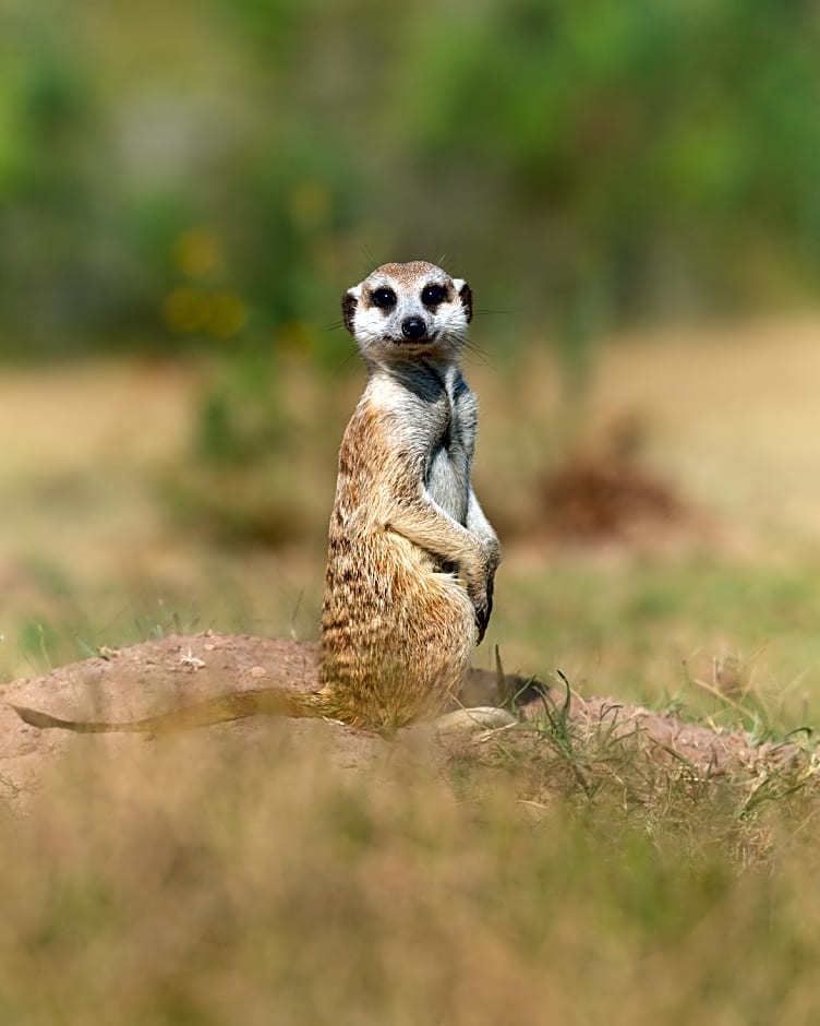 Botlierskop Private Game Reserve