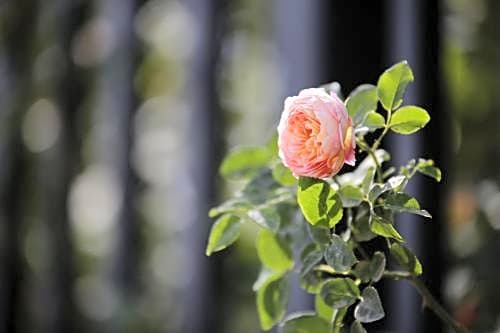 Howard Johnson Flower City Hotel Kunming