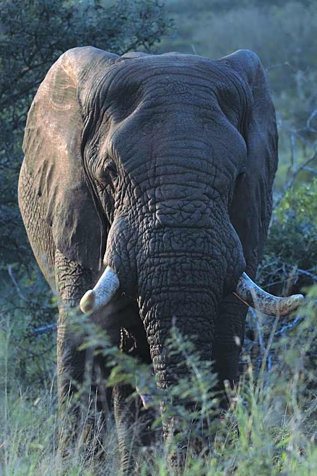 Leopard Mountain Safari Lodge