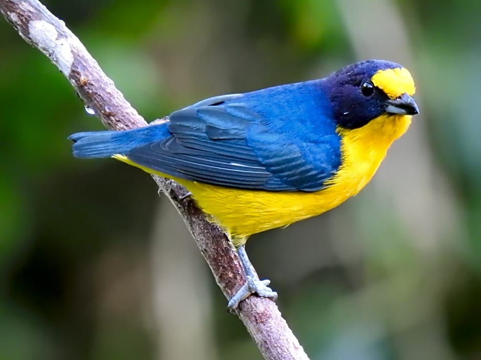 Aruá Observação de Vida Silvestre