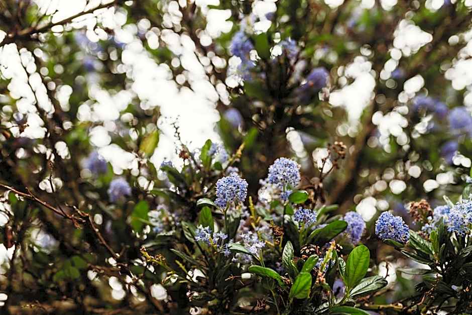 The Oceanfront Hotel