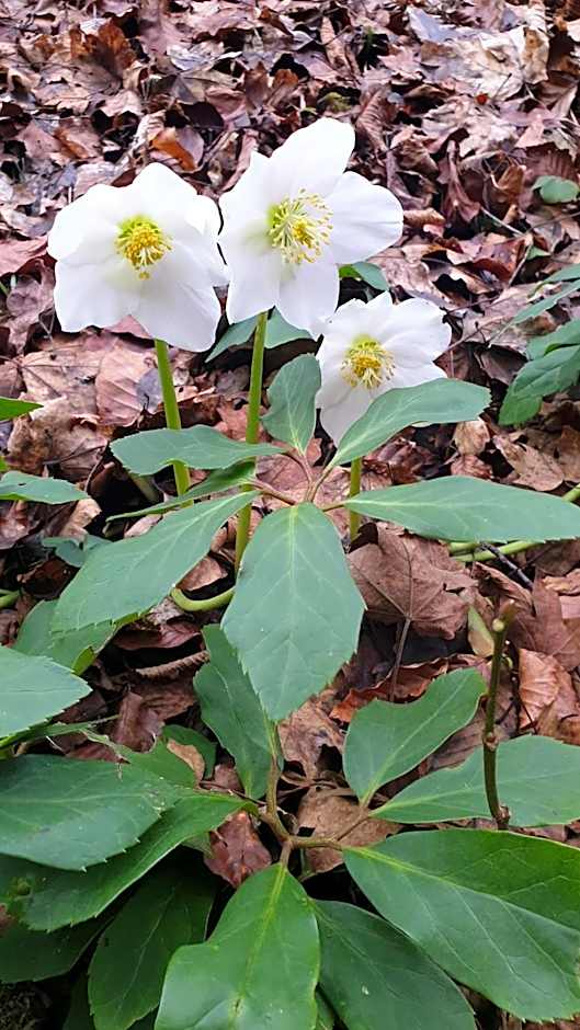 Mobile home Slapnica u Parku prirode Žumberak