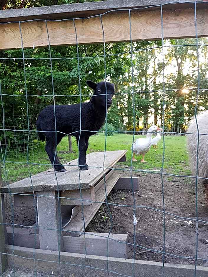 Bed & Breakfast De Koegang