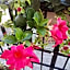 B&B Hortis Tropea