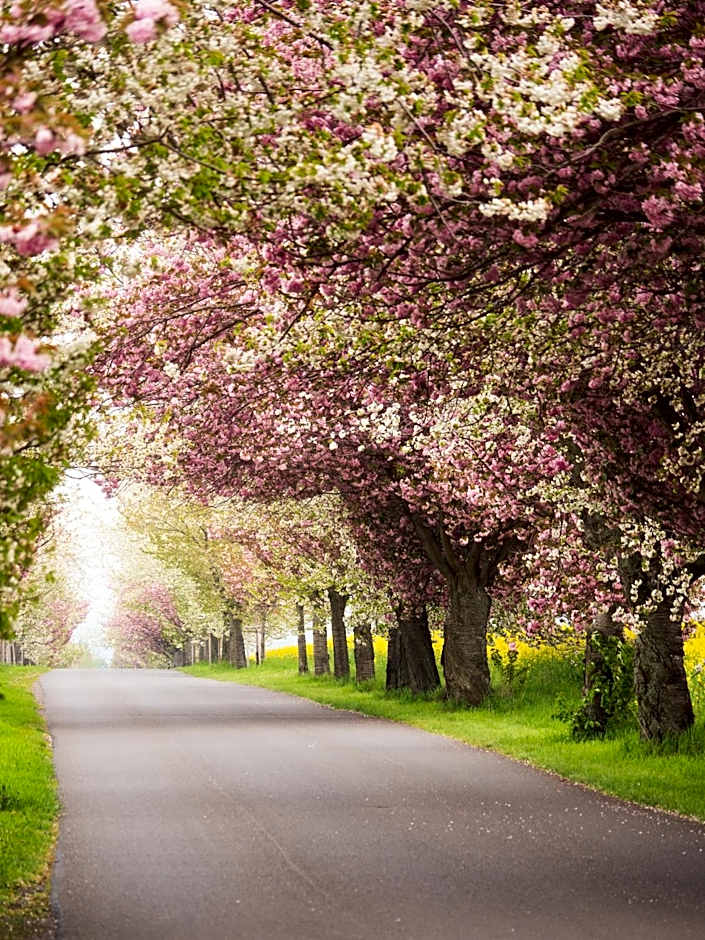 Harz Hotel Vogelberg