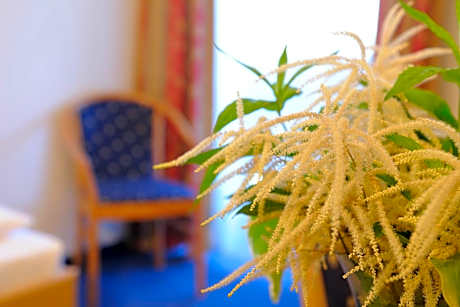 Superior Single Room