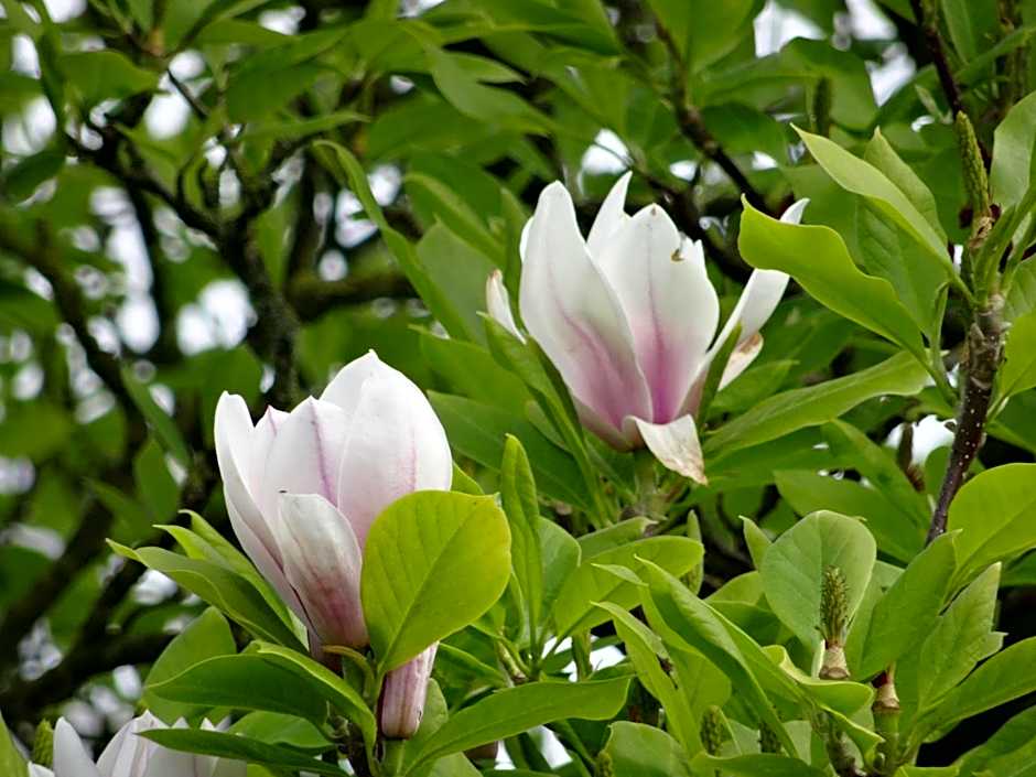 Hostellerie Daiseldaele