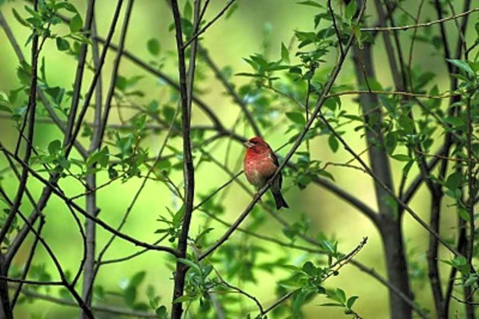Auberge de la Rivière Matapédia - Matapédia River Lodge