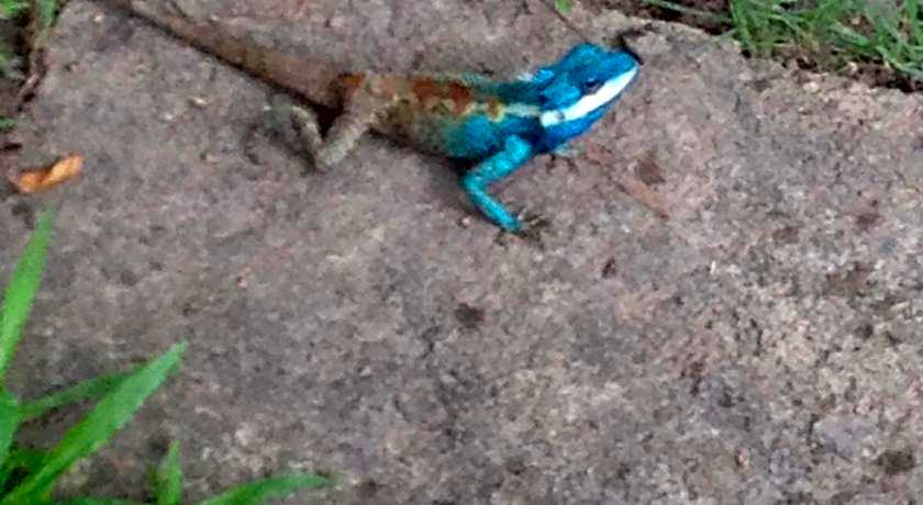 Baan Bua Guest House