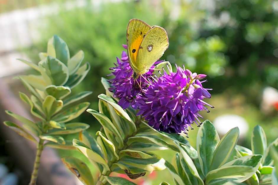 Grandi Trulli Bed & Breakfast